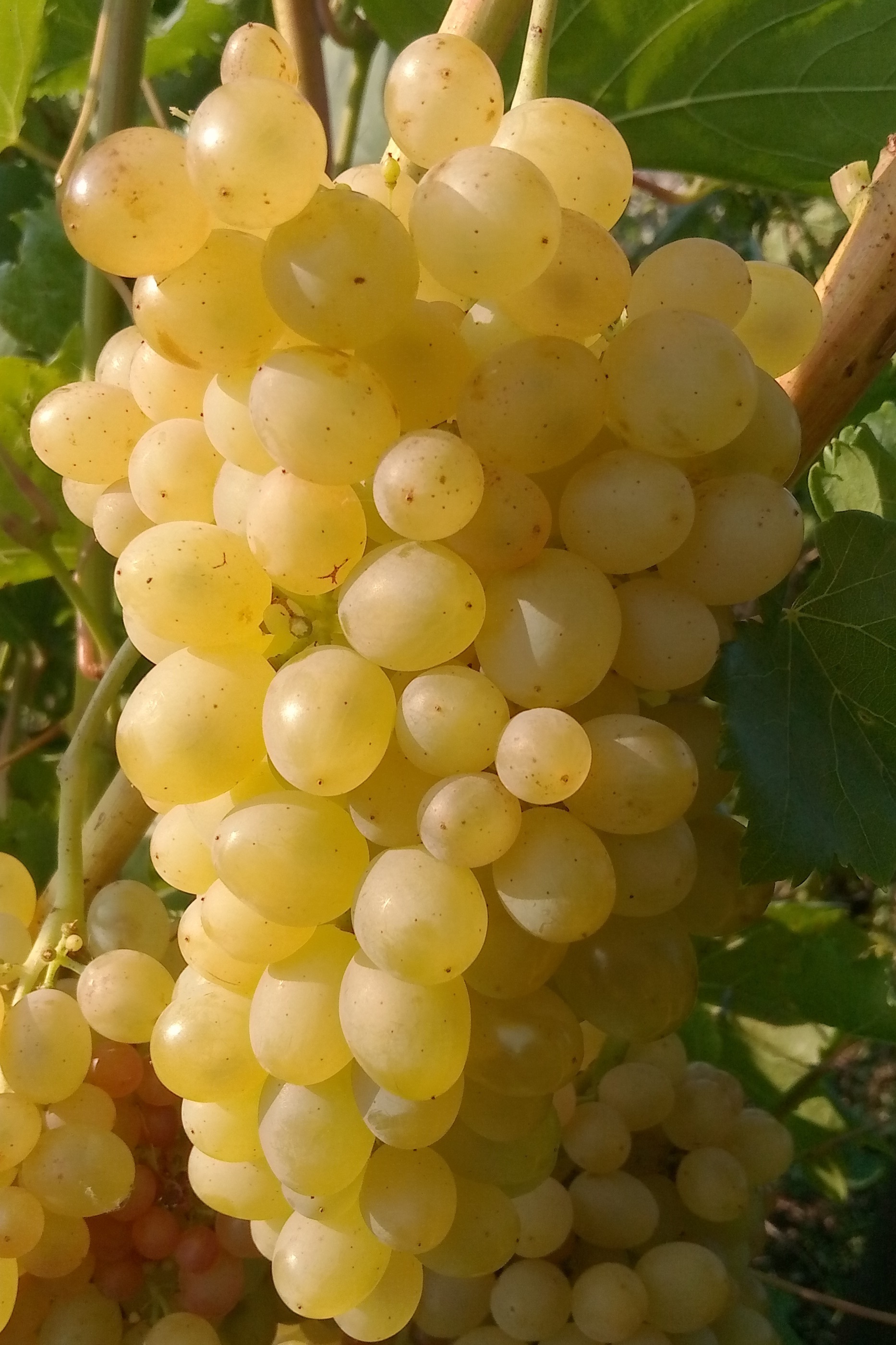 сорта винограда алешенькин фото