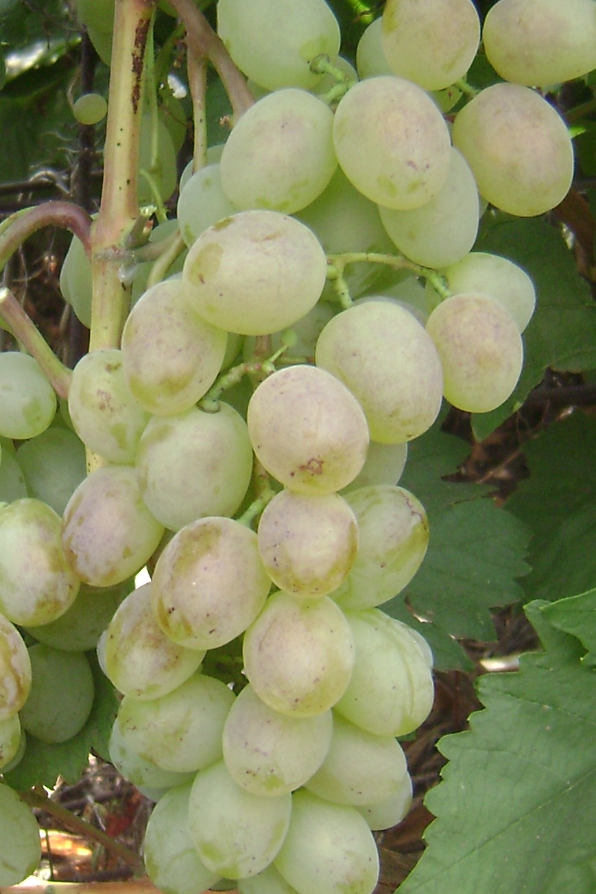 Потапенко 21 виноград