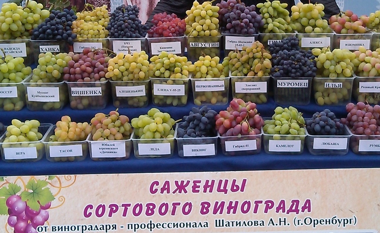 Памяти шатиловой виноград