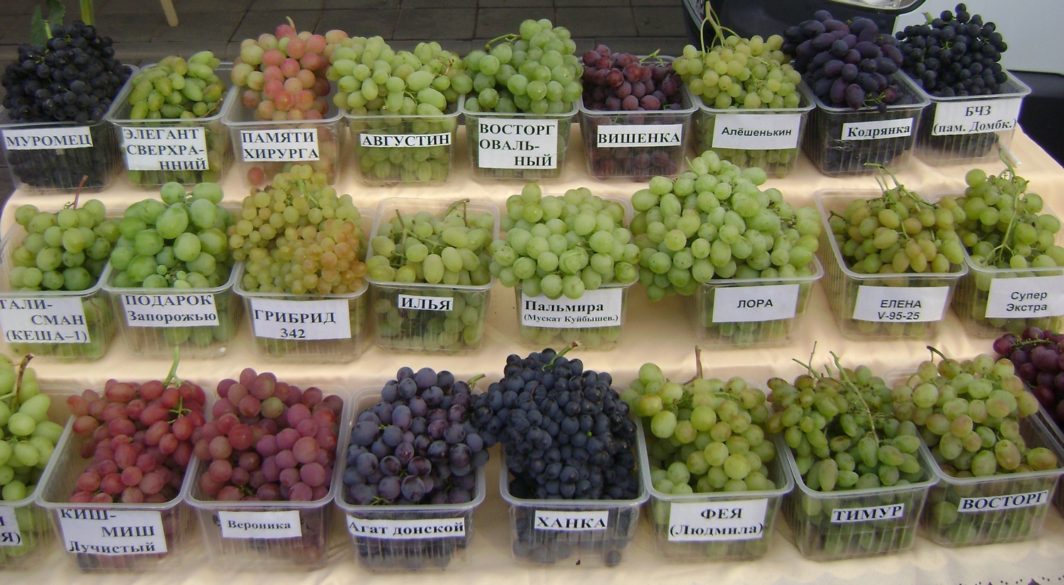 Сорта винограда названия