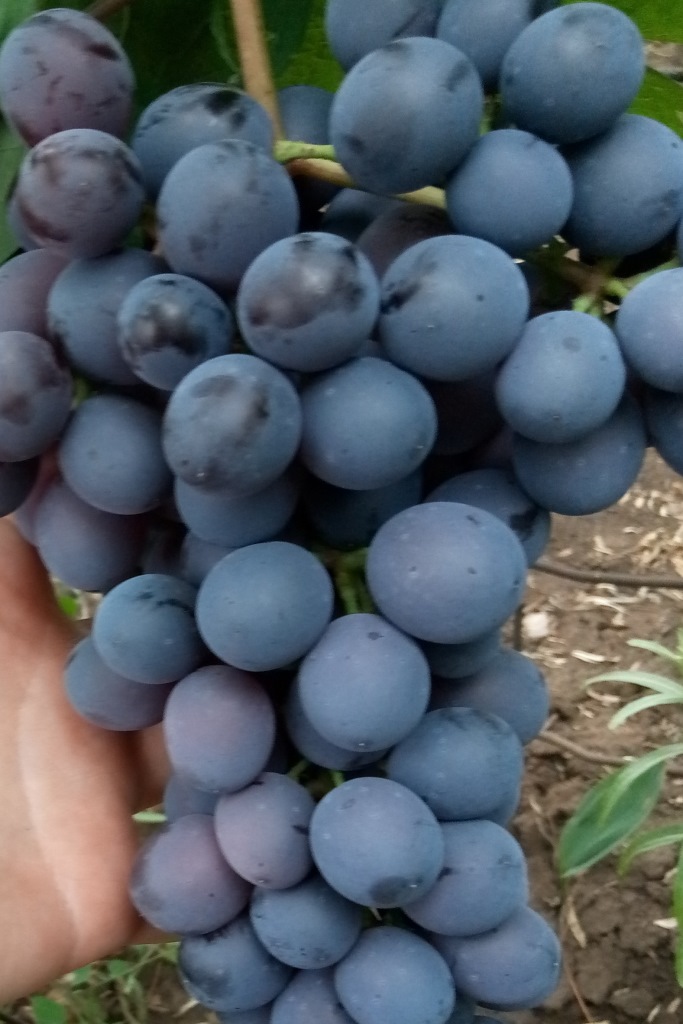 Гибрид Шатилова виноград. Виноград гибрид Шатилова 2-72. Виноград гибрид вкуснейший.